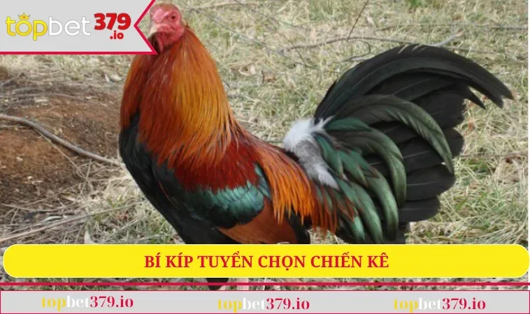 Bí kíp tuyển chọn chiến kê