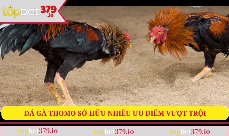 Đá gà Thomo sở hữu nhiều ưu điểm vượt trội