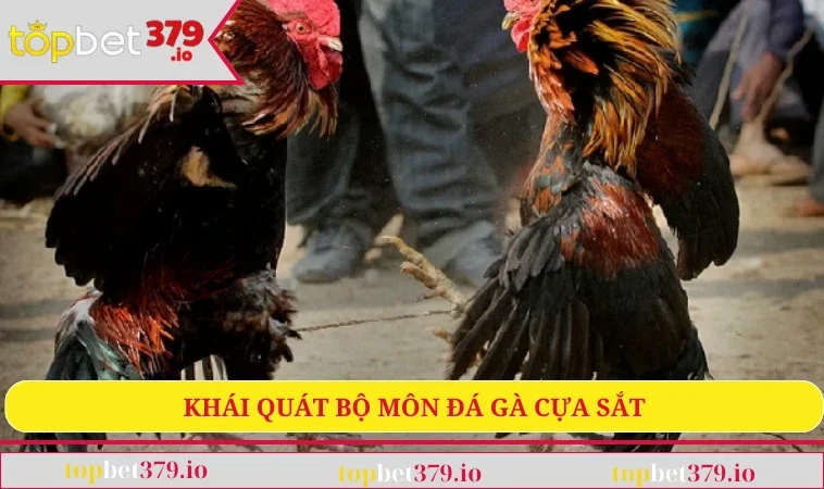 Khái quát bộ môn đá gà cựa sắt