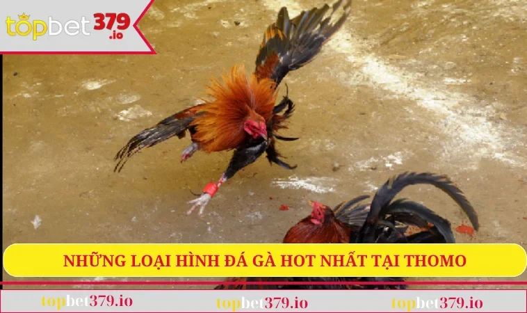 Những loại hình đá gà hot nhất tại Thomo
