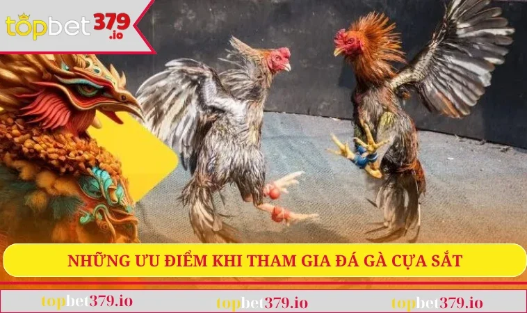 Những ưu điểm khi tham gia đá gà cựa sắt