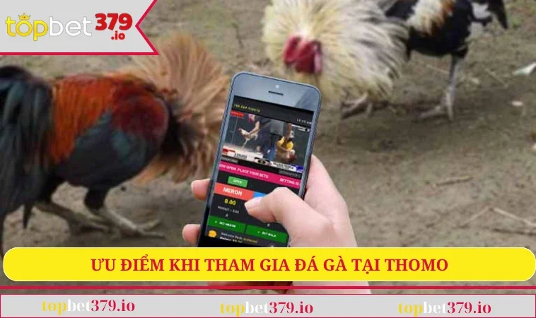 Ưu điểm khi tham gia đá gà Thomo